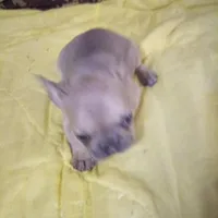 Breezy/special price, a female French Bulldog for sale in Keota, OK – Photo 6 of 6