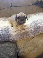 Greyworm, a male French Bulldog for sale in Keota, OK – 2 of 4