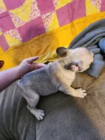 Special price, a male French Bulldog for sale in Keota, OK – 9 of 9