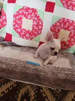 Hondo, a male French Bulldog for sale in Keota, OK – 2 of 7