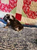 Turbo , a male French Bulldog for sale in Keota, OK – 5 of 7