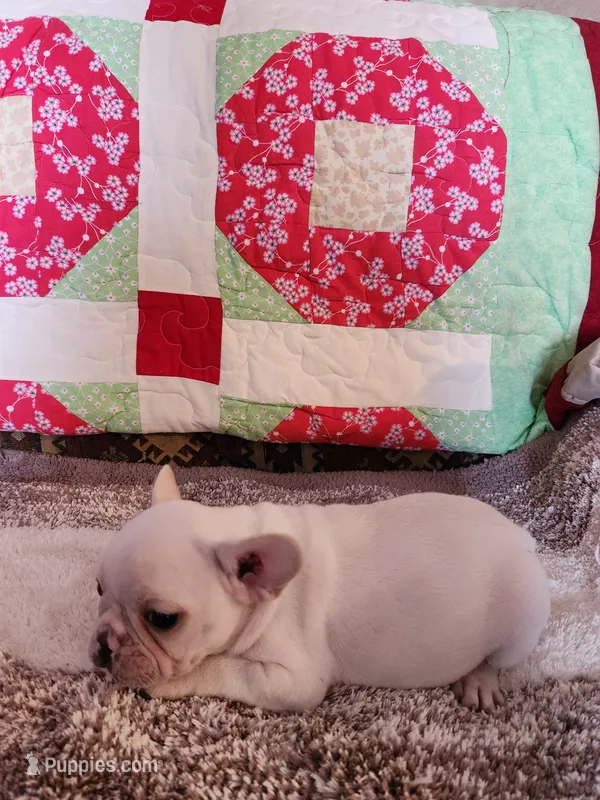 Breezie  – French Bulldog puppy for sale in Keota, OK