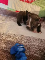 Jazzie , a female French Bulldog for sale in Keota, OK – 2 of 4