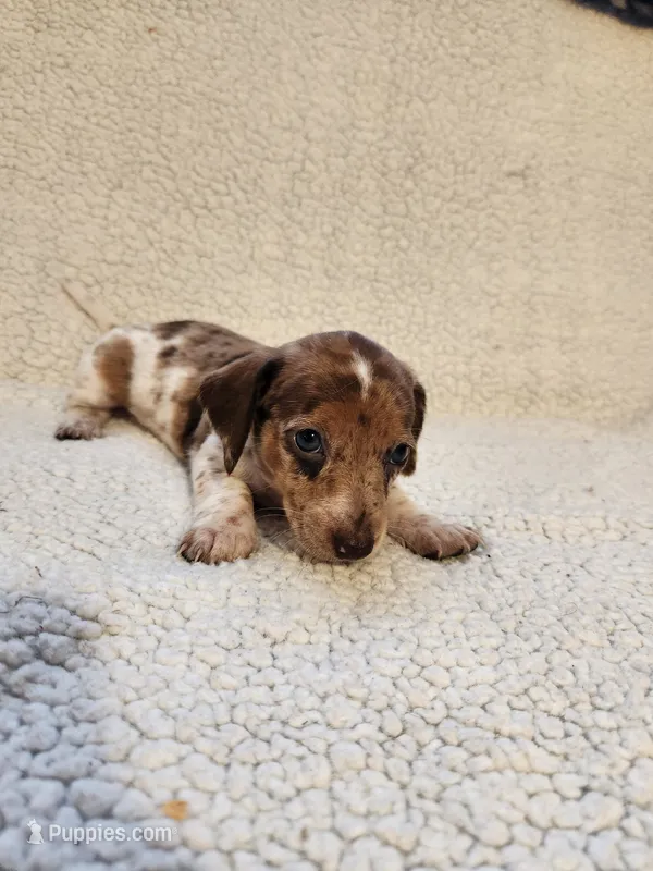 Cookie – Dachshund puppy for sale in Keota, OK