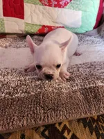 Breezie , a female French Bulldog for sale in Keota, OK – 3 of 6