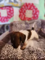 Buttons and bows, a female Dachshund for sale in Keota, OK – 3 of 10