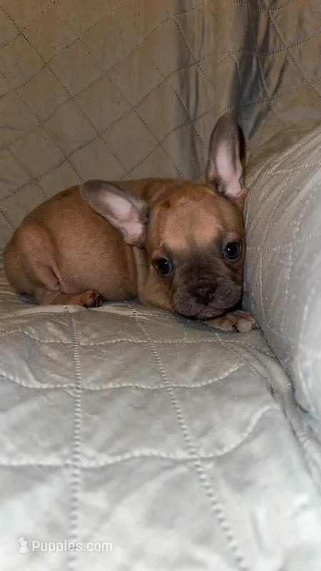 Cliff  – French Bulldog puppy for sale in Keota, OK