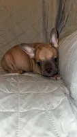 Cliff , a male French Bulldog for sale in Keota, OK – 1 of 2