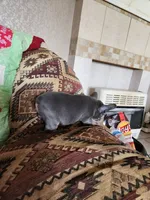 Steeley Dan, a male French Bulldog for sale in Keota, OK – 3 of 4