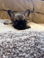 Damon , a male French Bulldog for sale in Keota, OK – 3 of 4