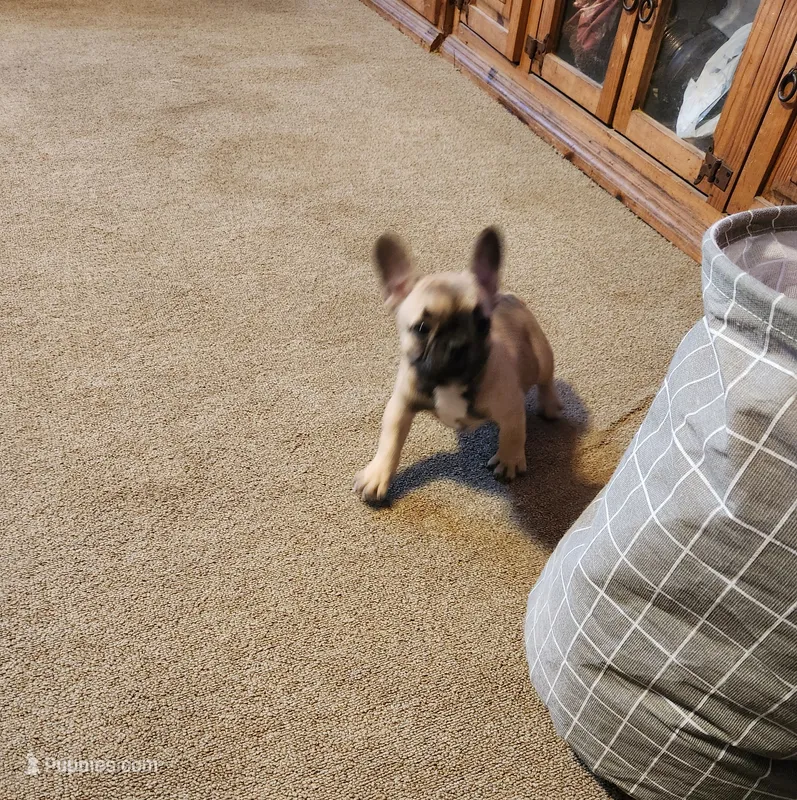 Special price – French Bulldog puppy for sale in Keota, OK