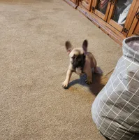 Special price, a male French Bulldog for sale in Keota, OK – 2 of 9