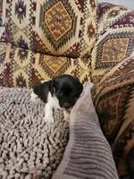 Gidget, a female Dachshund for sale in Keota, OK – 8 of 8