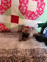 Cinnamon, a female French Bulldog for sale in Keota, OK – 4 of 7