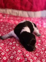 Sparkie, a male Dachshund for sale in Keota, OK – Photo 3 of 4