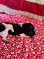 Sparkie, a male Dachshund for sale in Keota, OK – Photo 2 of 4