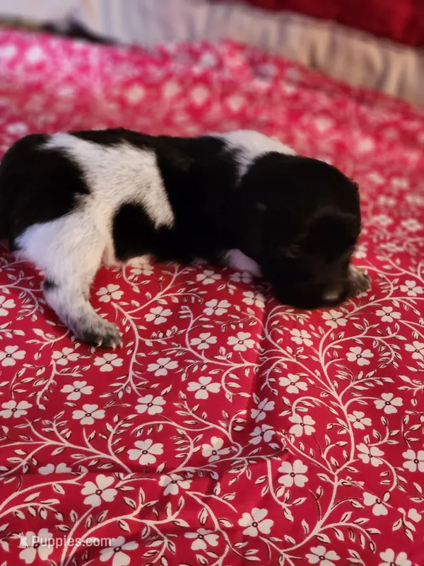 Sparkie, a male Dachshund for sale in Keota, OK – Photo 1 of 4