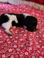 Sparkie, a male Dachshund for sale in Keota, OK – Photo 1 of 4