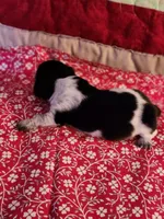 Sparkie, a male Dachshund for sale in Keota, OK – Photo 4 of 4