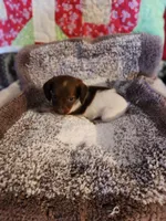 Buttons and bows, a female Dachshund for sale in Keota, OK – 6 of 10