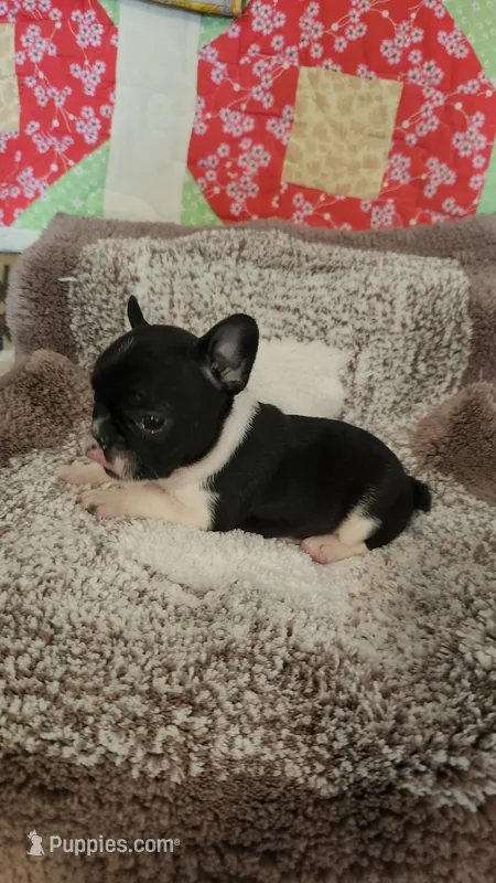 Bobbi-Socks – French Bulldog puppy for sale in Keota, OK