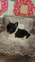 Bobbi-Socks, a female French Bulldog for sale in Keota, OK – 3 of 9