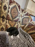 Gidget, a female Dachshund for sale in Keota, OK – 3 of 8