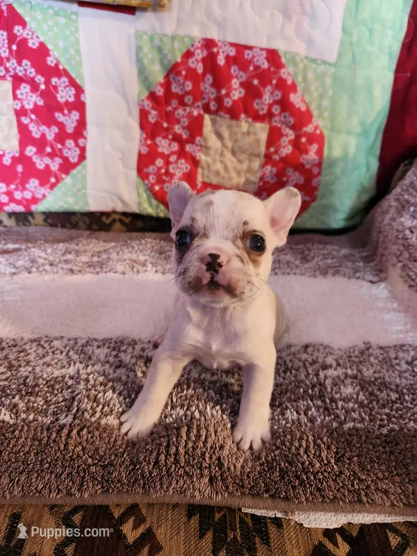 Cinnamon Jo – French Bulldog puppy for sale in Keota, OK