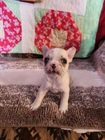 Cinnamon Jo, a female French Bulldog for sale in Keota, OK – 1 of 3