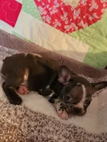 Jazzie , a female French Bulldog for sale in Keota, OK – 3 of 4