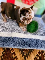 Turbo , a male French Bulldog for sale in Keota, OK – 3 of 7