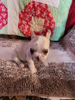 Cinnamon Jo, a female French Bulldog for sale in Keota, OK – 3 of 3
