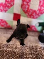 Derby, a male French Bulldog for sale in Keota, OK – 1 of 7