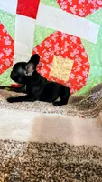 Onyx, a female French Bulldog for sale in Keota, OK – 2 of 9