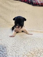 River, a male French Bulldog for sale in Keota, OK – 2 of 3