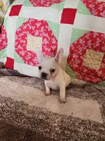 Hondo, a male French Bulldog for sale in Keota, OK – 5 of 7