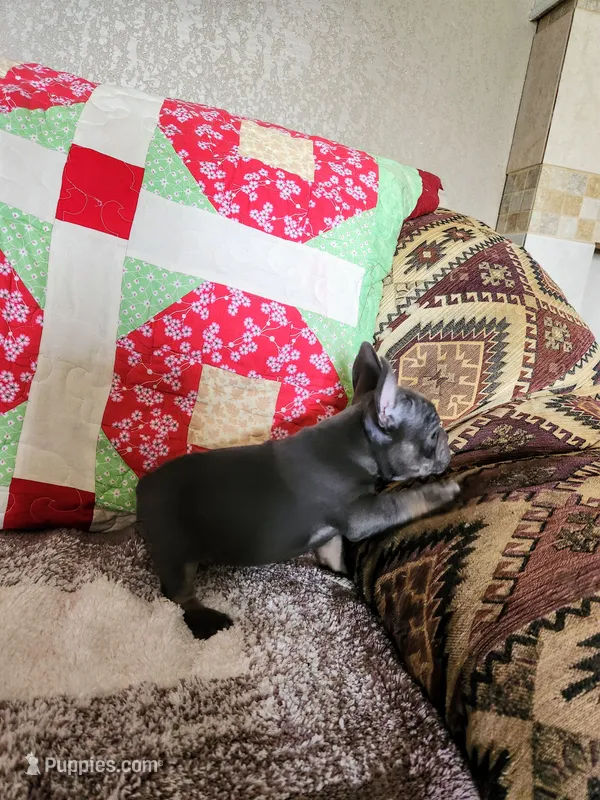 Steeley Dan – French Bulldog puppy for sale in Keota, OK