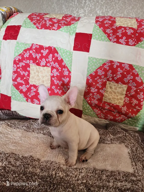 Hondo – French Bulldog puppy for sale in Keota, OK