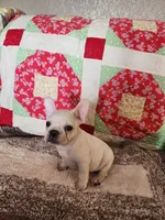 Hondo, a male French Bulldog for sale in Keota, OK – 1 of 7
