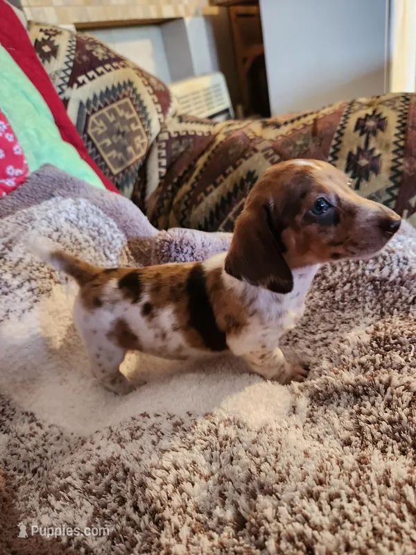 Cookie – Dachshund puppy for sale in Keota, OK