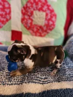 Turbo , a male French Bulldog for sale in Keota, OK – 1 of 7