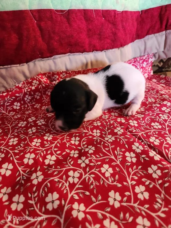 SHASTA, a female Dachshund for sale in Keota, OK – Photo 1 of 3