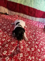 SHASTA, a female Dachshund for sale in Keota, OK – Photo 2 of 3