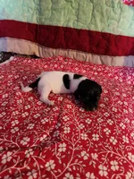 SHASTA, a female Dachshund for sale in Keota, OK – Photo 3 of 3