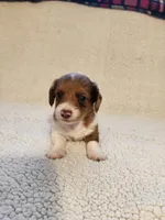 Daisy, a female Dachshund for sale in Keota, OK – 1 of 3