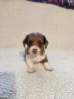 Daisy, a female Dachshund for sale in Keota, OK – 2 of 3