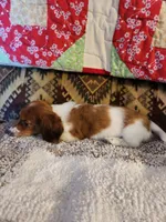 Ember, a female Miniature Dachshund for sale in Keota, OK – 7 of 7