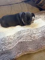 Jon , a male French Bulldog for sale in Keota, OK – 3 of 3