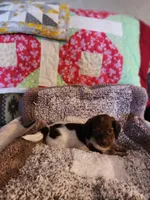 Buttons and bows, a female Dachshund for sale in Keota, OK – 2 of 10