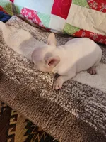 Breezie , a female French Bulldog for sale in Keota, OK – 6 of 6